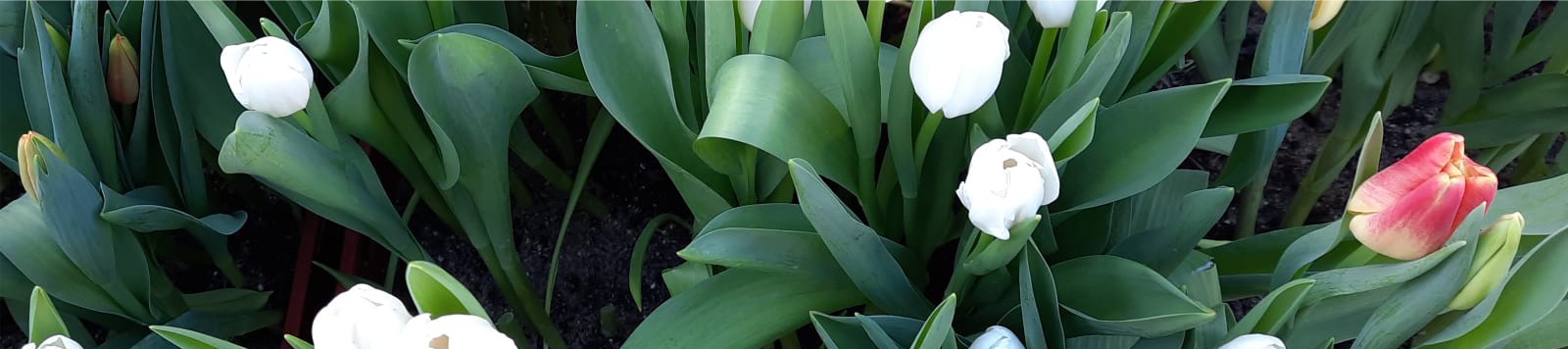 Blumen Lindau Messmer