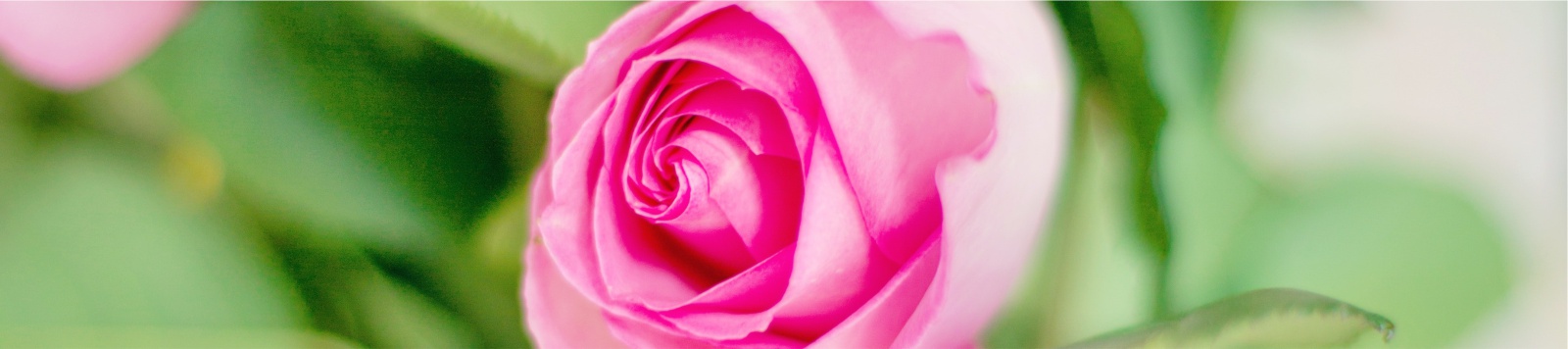 Blumen Lindau Messmer