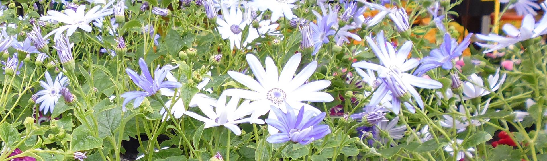 Blumen Lindau Messmer